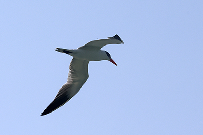 Caspian Tern